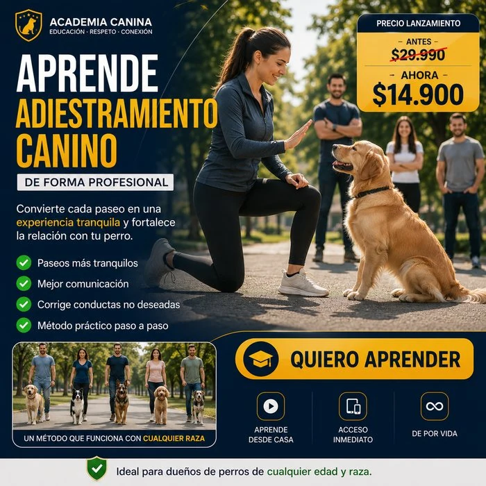Pieza de adiestramiento canino de Aula Moderna